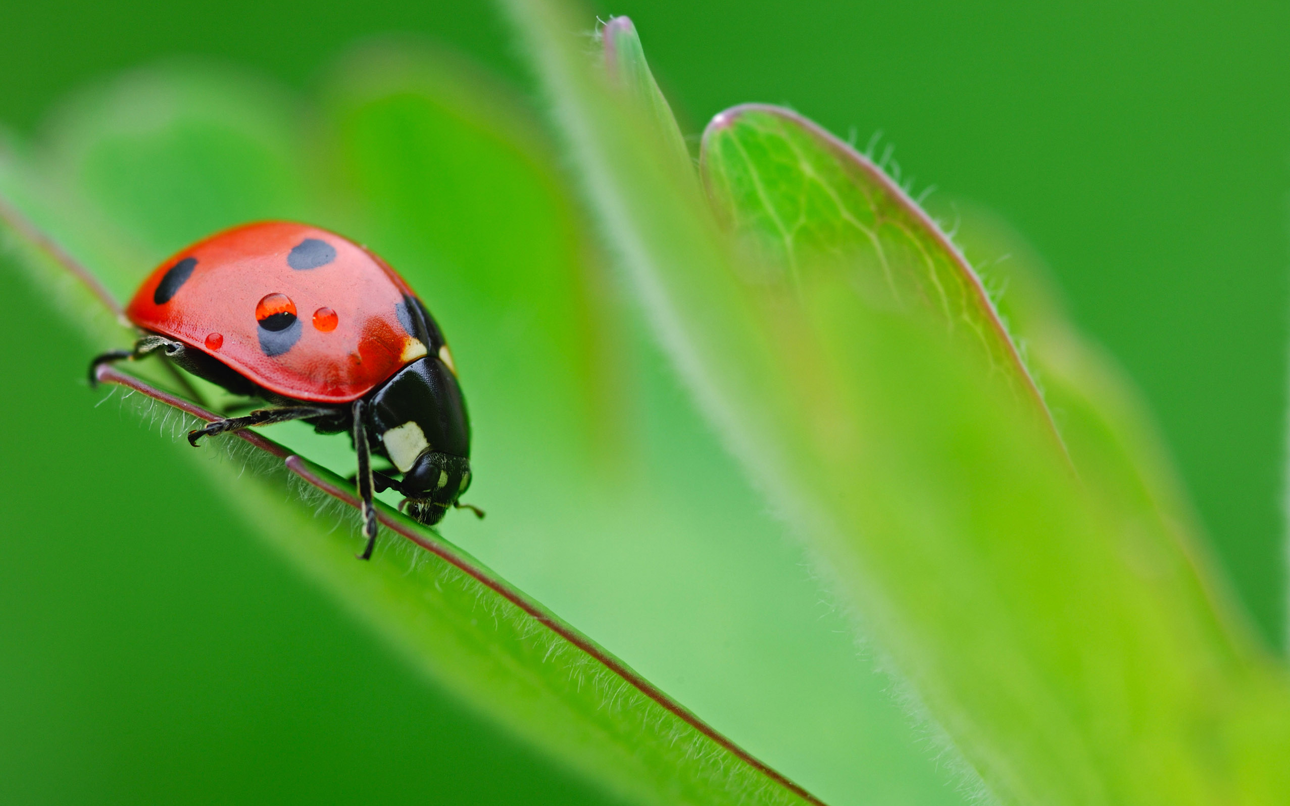 Ladybug Insect Wallpaper