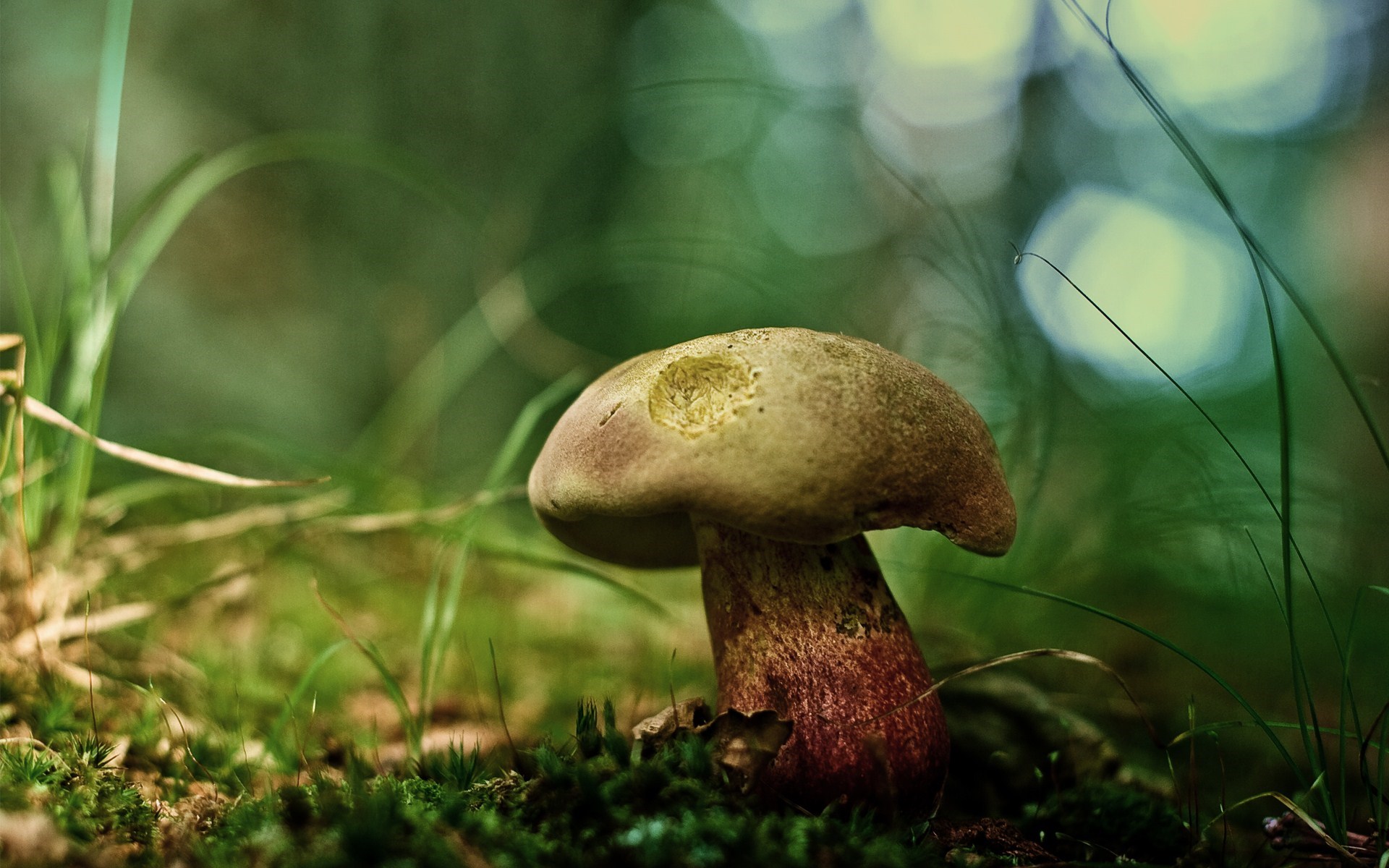 Nature Mushroom Close-Up Photo