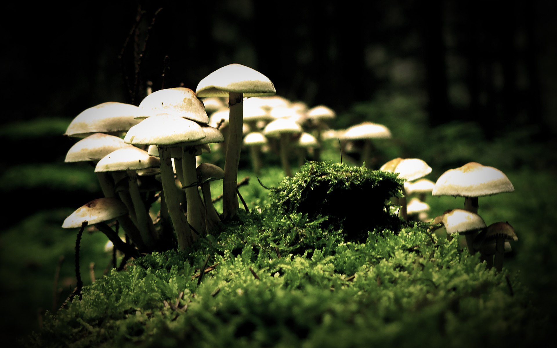 Nature Mushrooms Photo