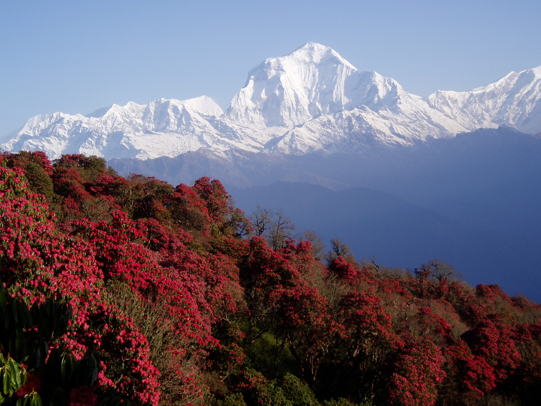 Nepal Experience Tours