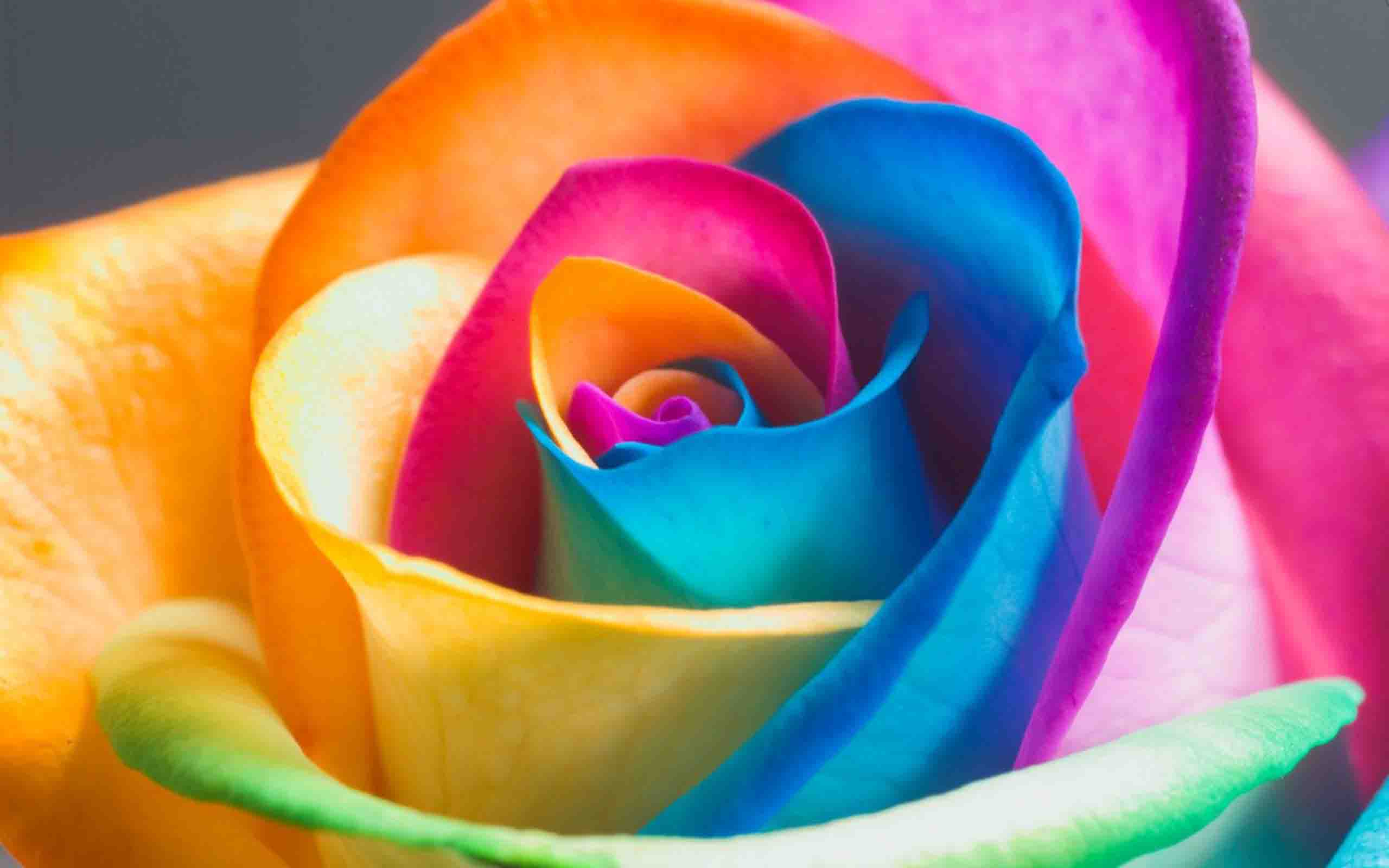 Interesting Nice Colorful Rose Hd Wallpaper