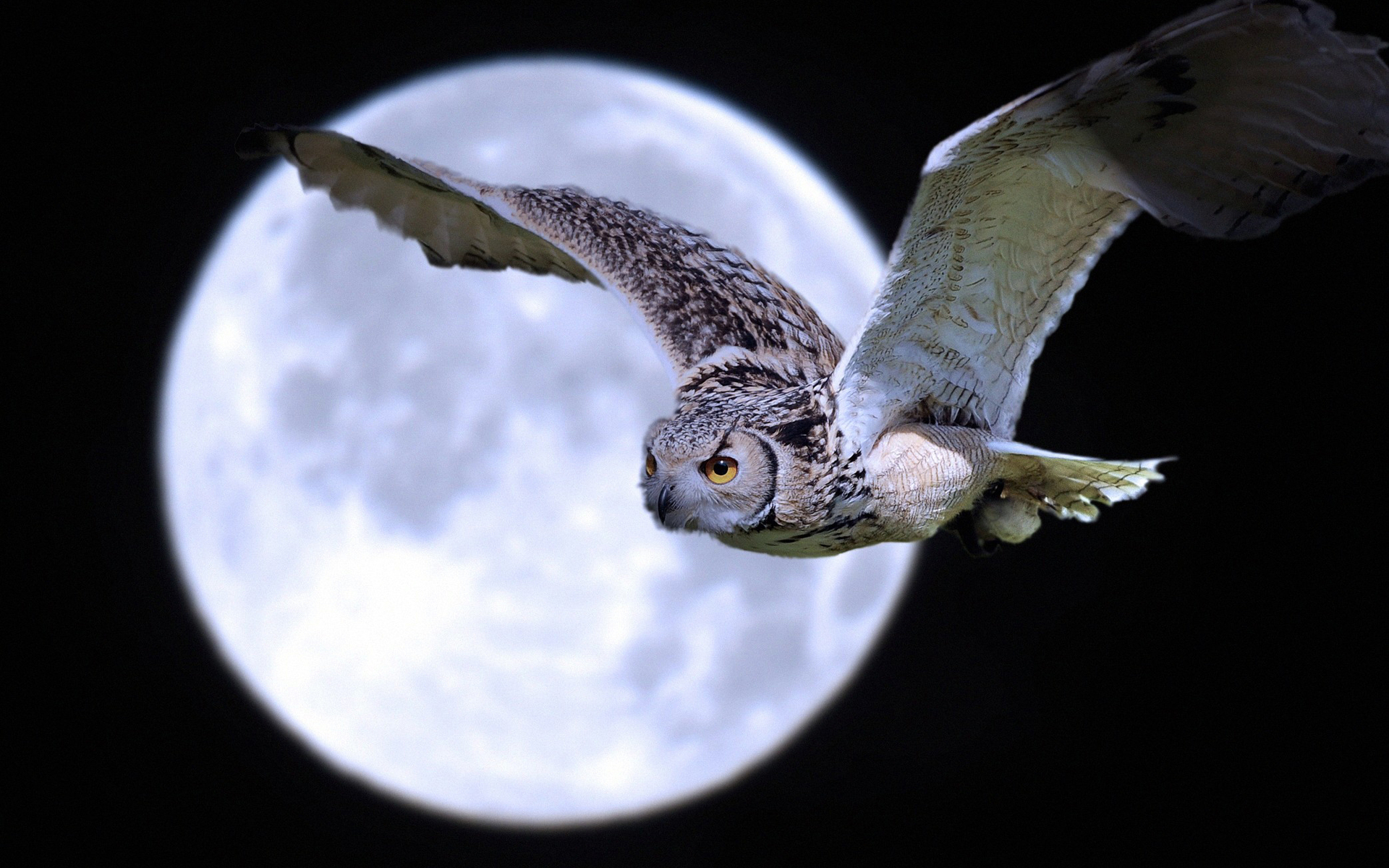 Night Owl Moon Wallpapers Pictures Photos Images. «