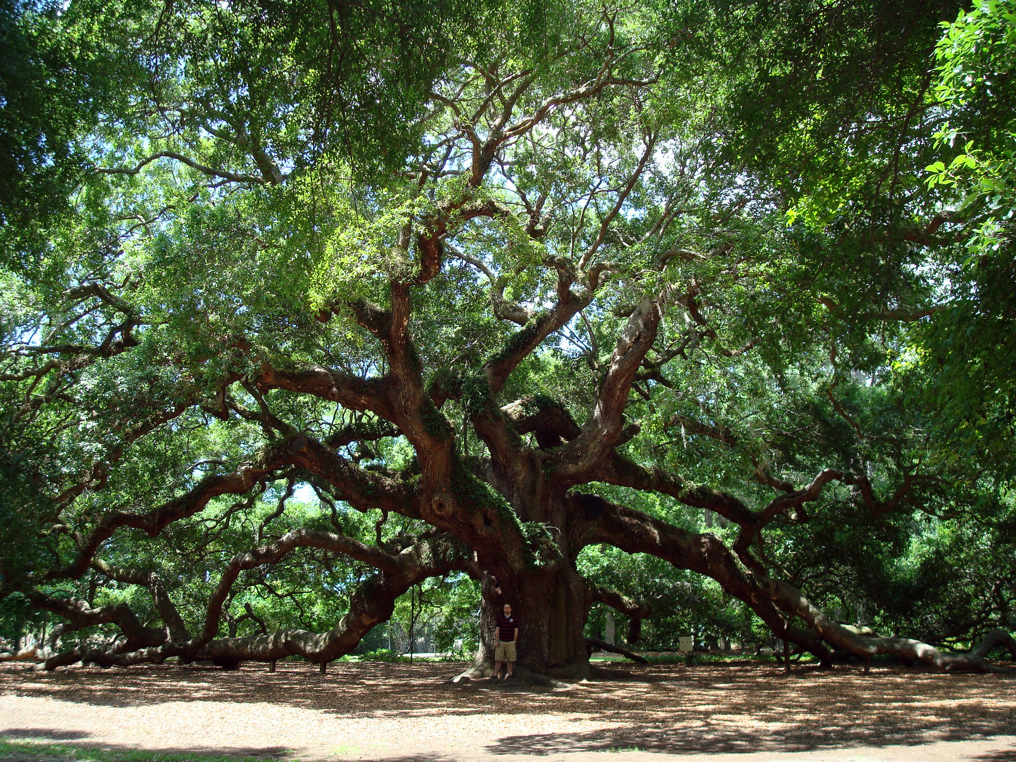 Oak Tree Pictures