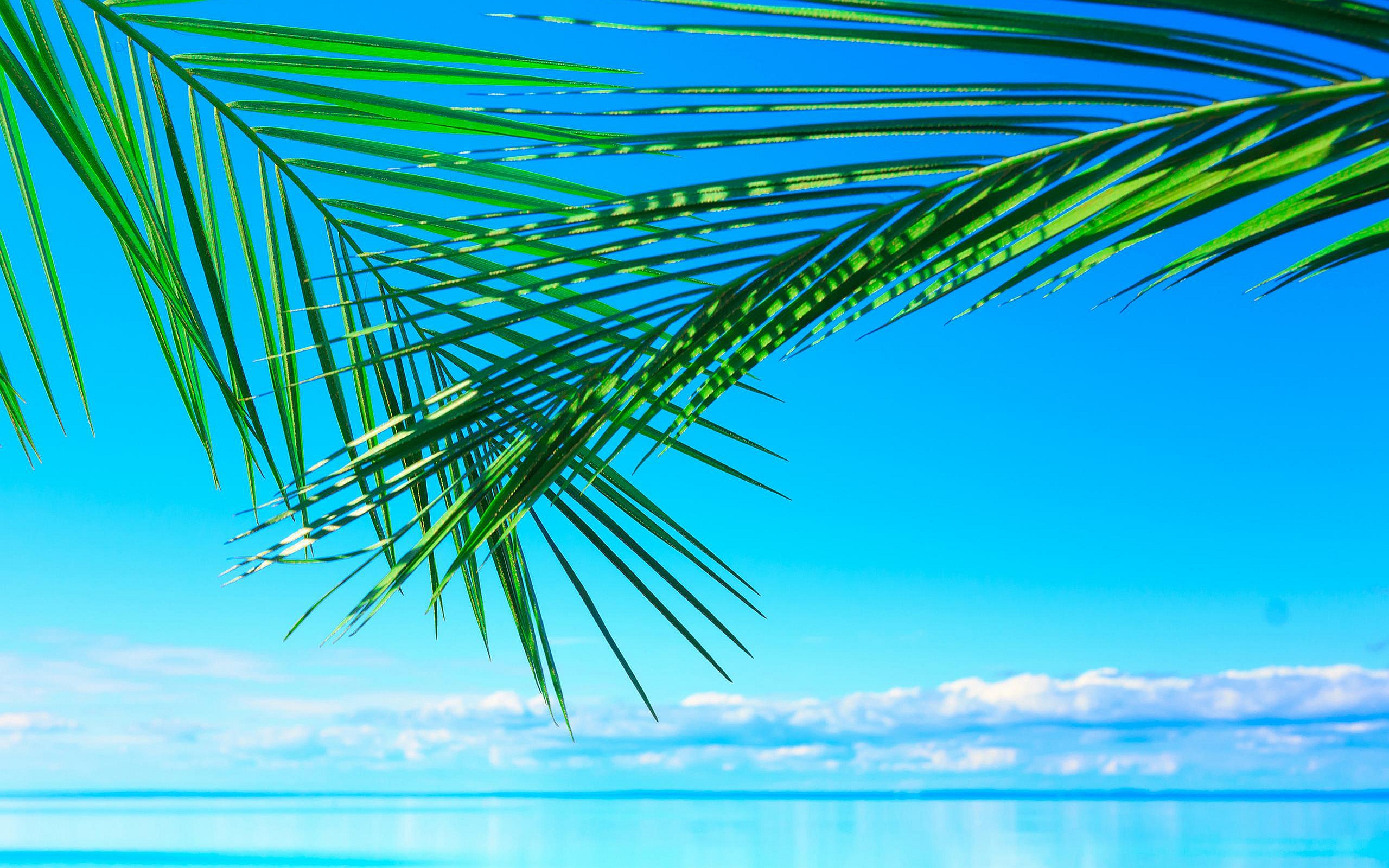Ocean Palm Leaves