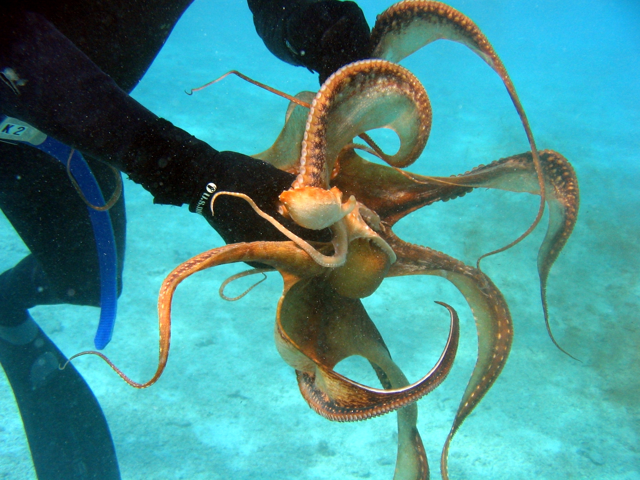 Callistoctopus ornatus and diver, Northwest Hawaiian Islands