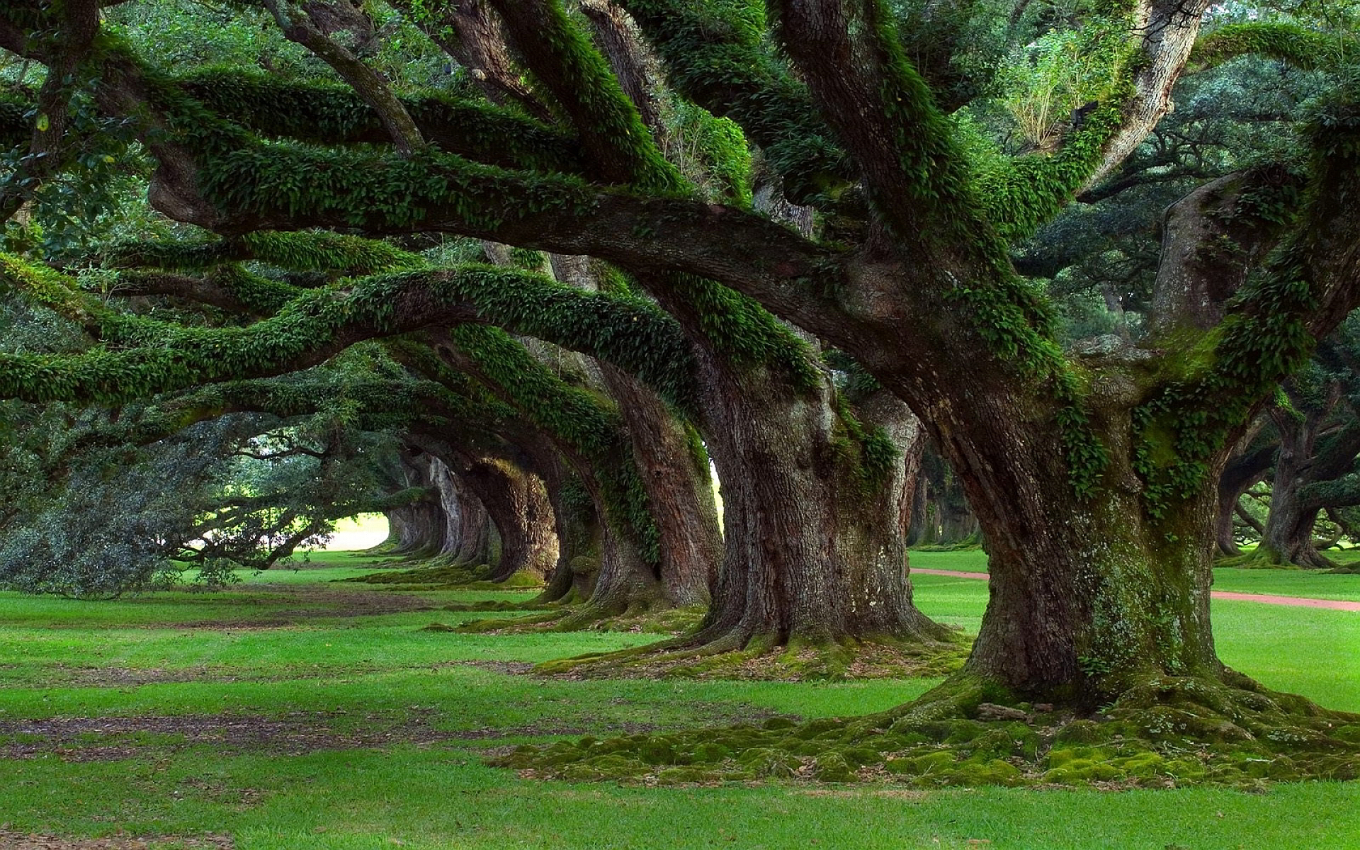 Old tree moss Wallpapers Pictures Photos Images. «