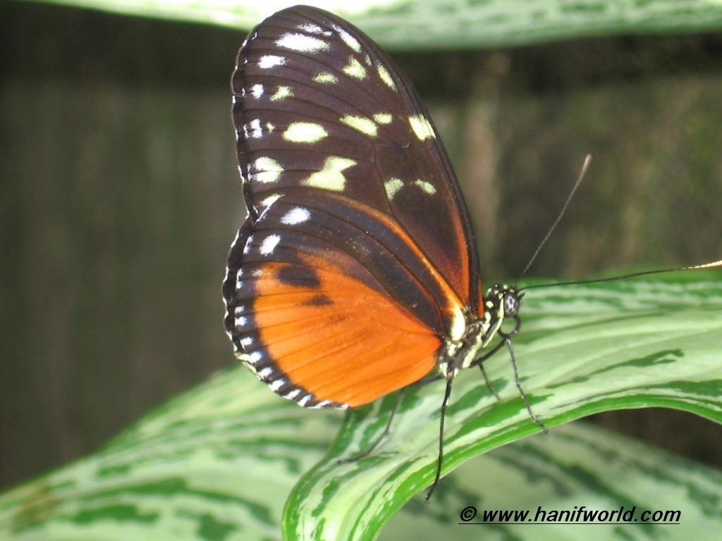 JPG · 16-Orange-Black-Butterfly.