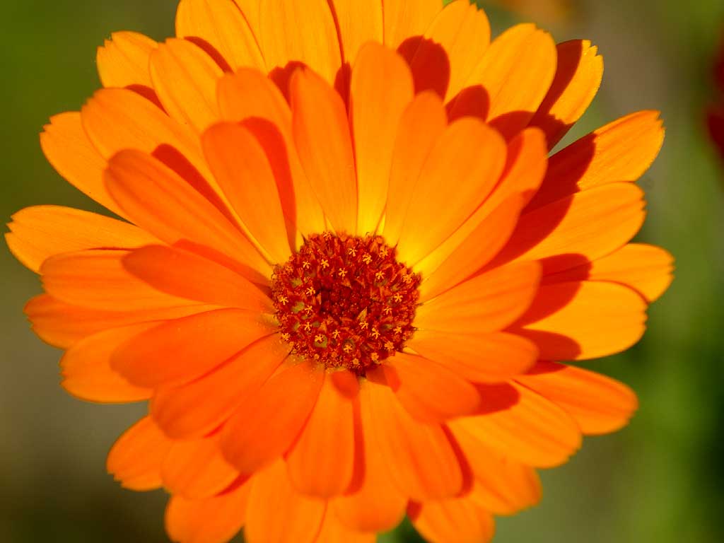 Cool Orange Flower