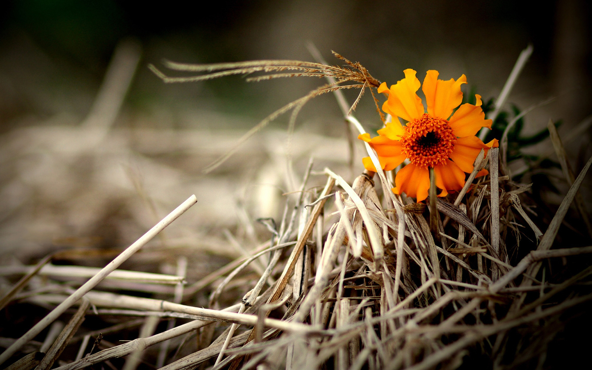 Orange flower hay