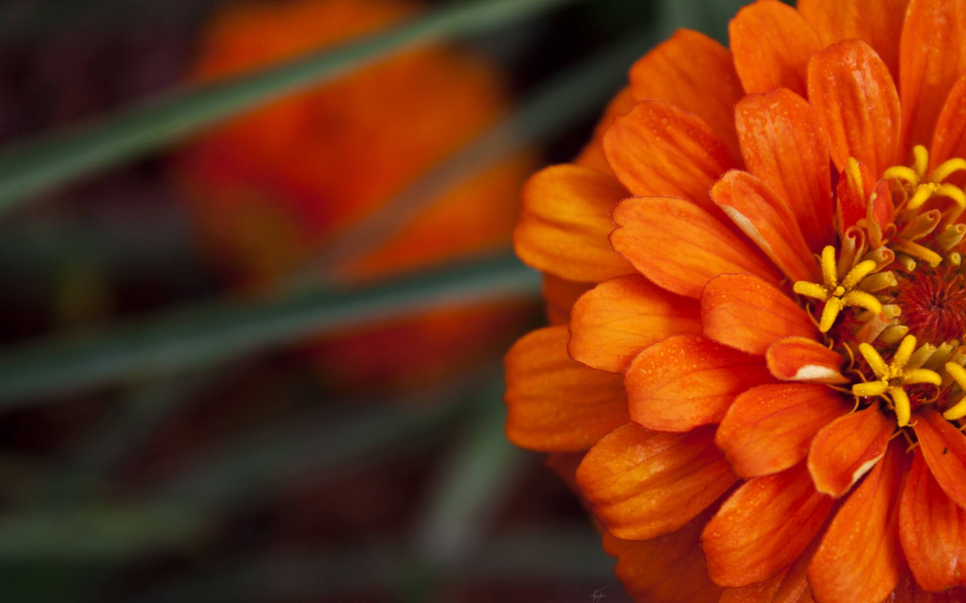 Orange Flower HD 10458