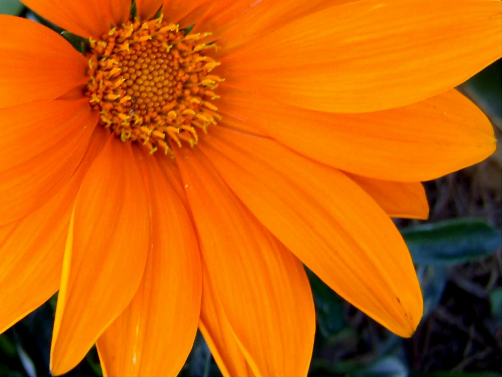 Orange Flowers Photos Widescreen 2 HD Wallpapers