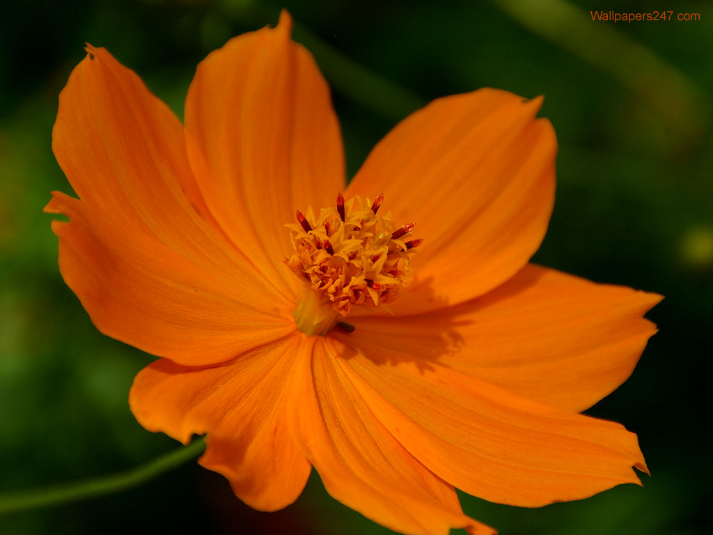 Orange Flowers 11