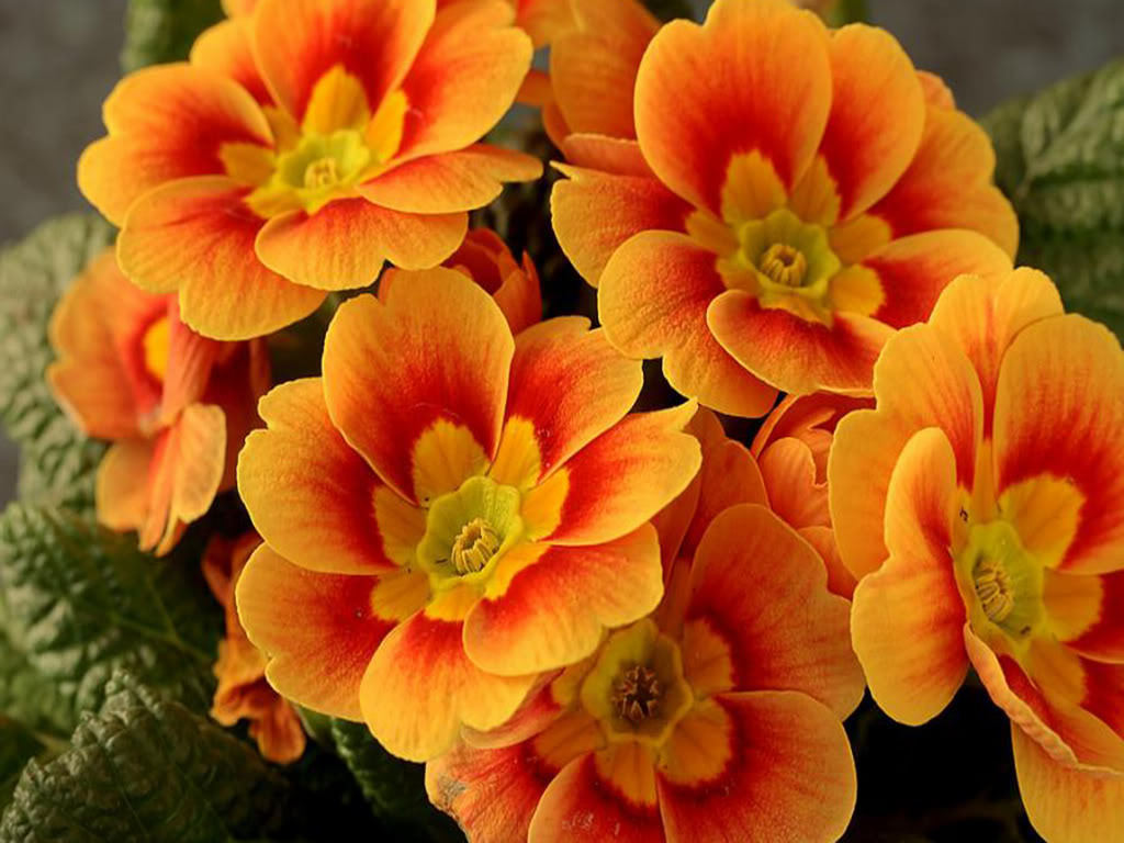 Orange Flowers on Pinterest | Orange Roses, Tropical Flower Arrangements and Gerbera