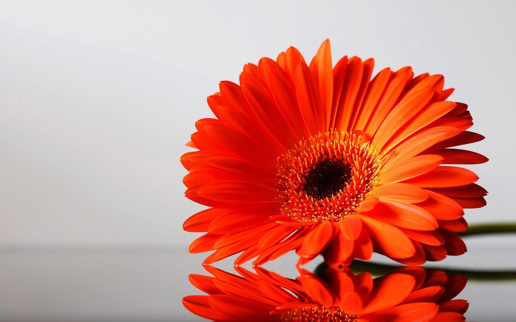 ... Orange Flowers Wallpapers. These desktop wallpapers are high definition and available in wide range of sizes and resolutions.
