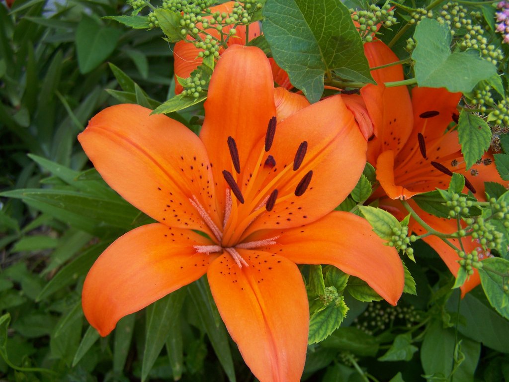 Orange Lilies Meaning