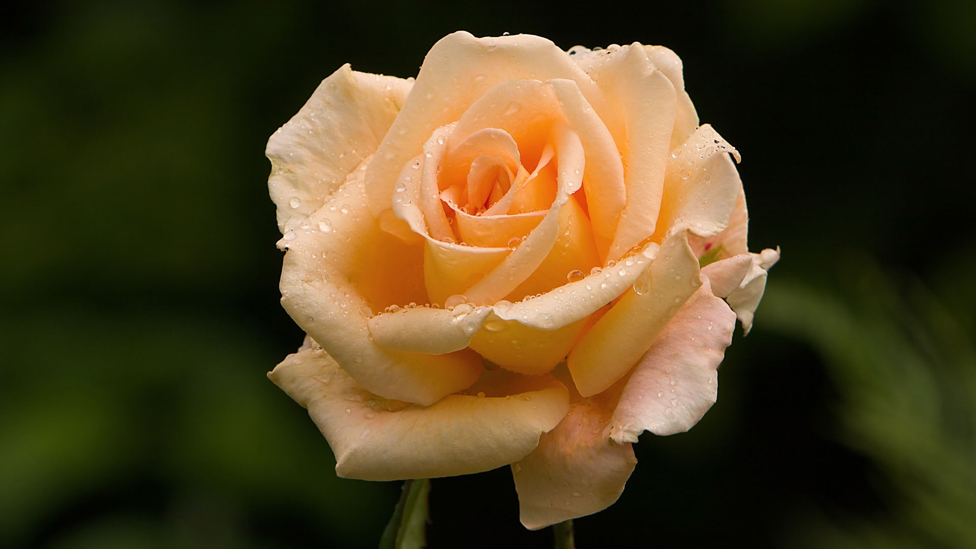 Delicate orange rose