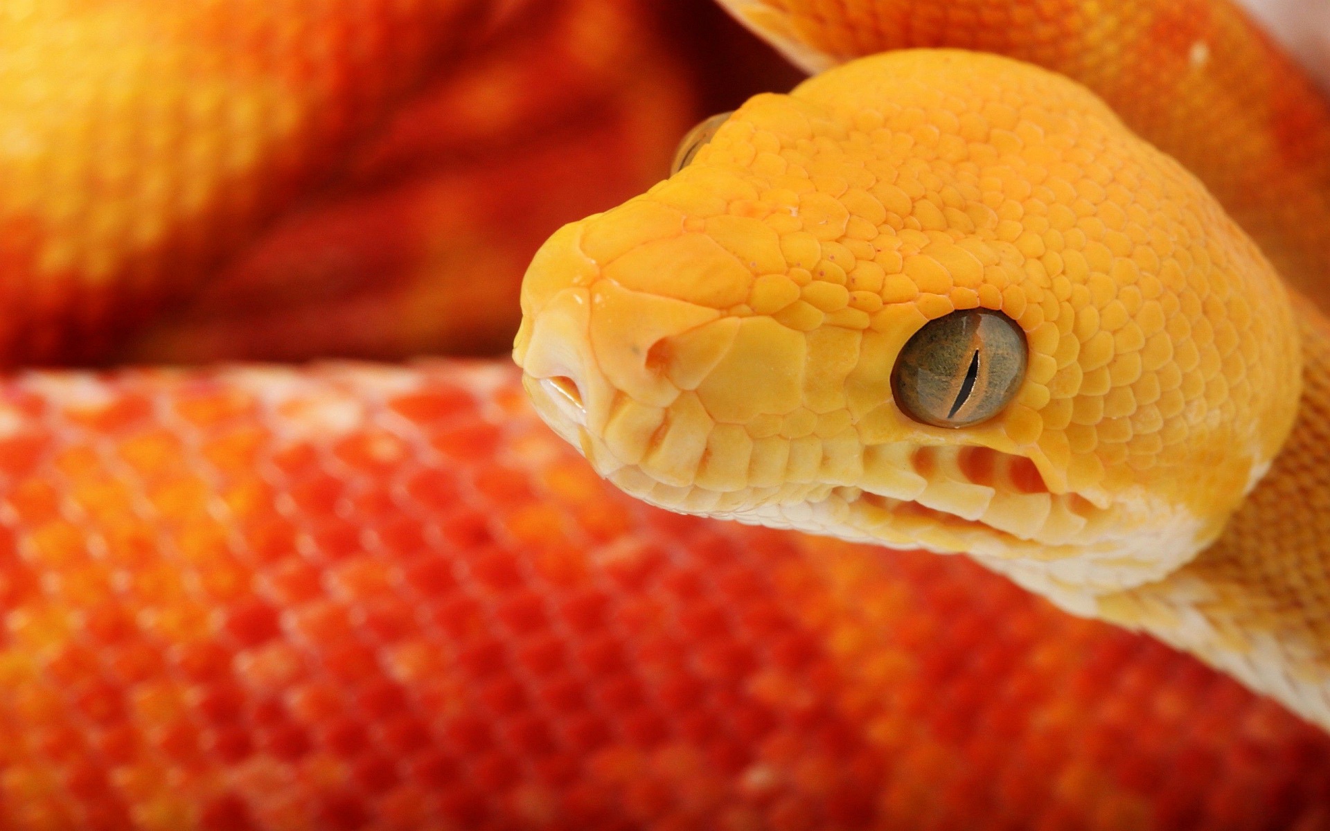 Orange Snake