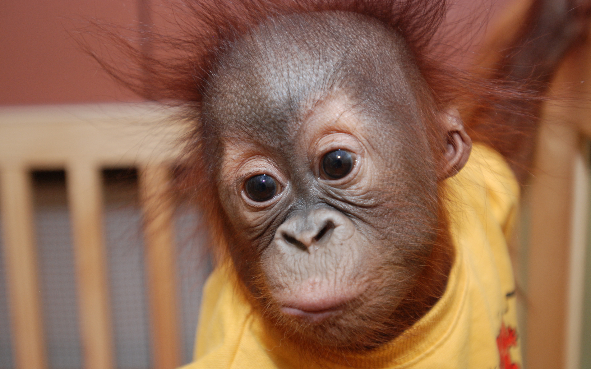 Orangutan baby 1