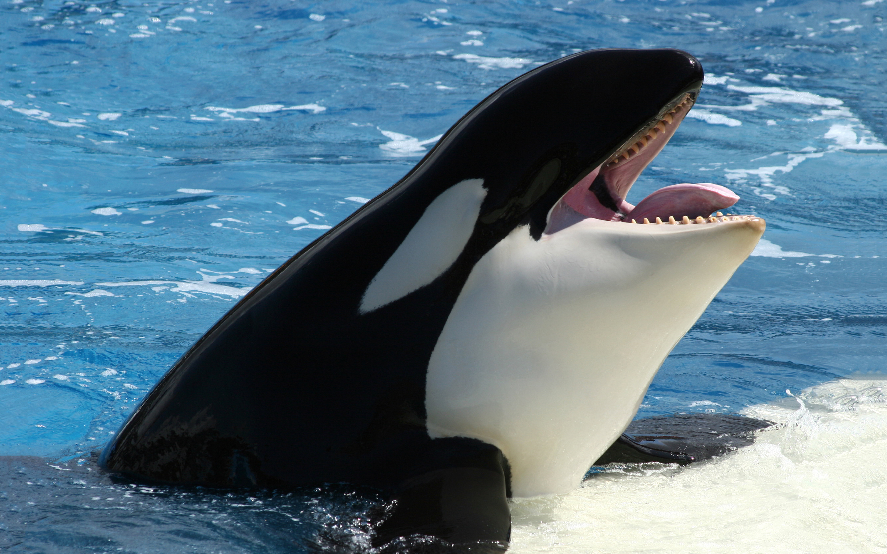 Orca ♡ - orca-whales Photo