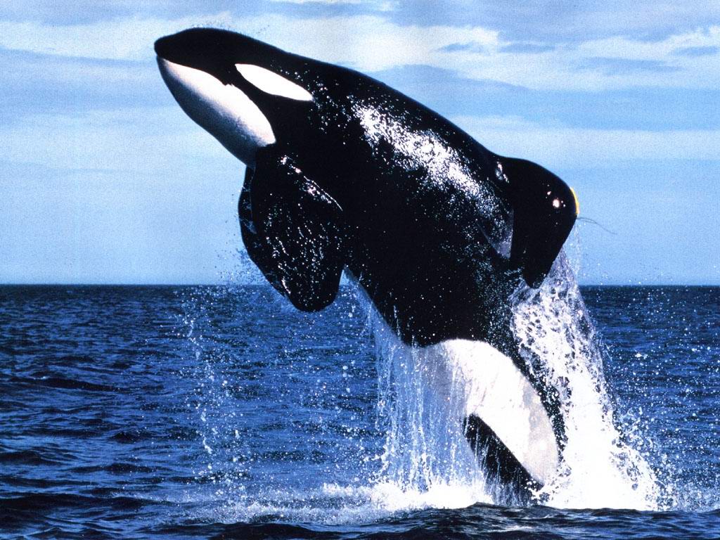 The killer whale (Orcinus orca), commonly referred to as the orca whale or orca, and less commonly as the blackfish, is a toothed whale belonging to the ...