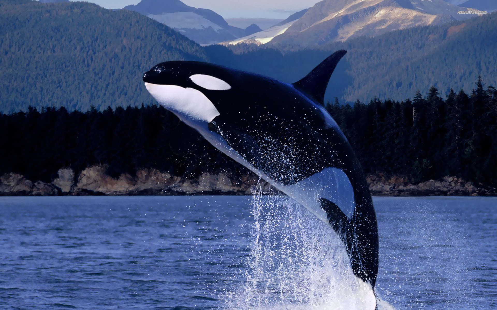 Granny: Yes of course. Even though I am old, I am not feeble. Orcas do not age like humans – we are vital yiqLLM7in