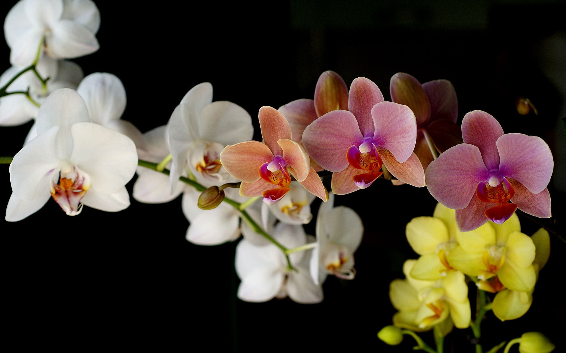 colorful Orchids photo