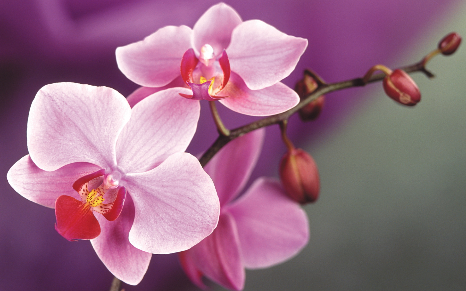Pink orchids macro