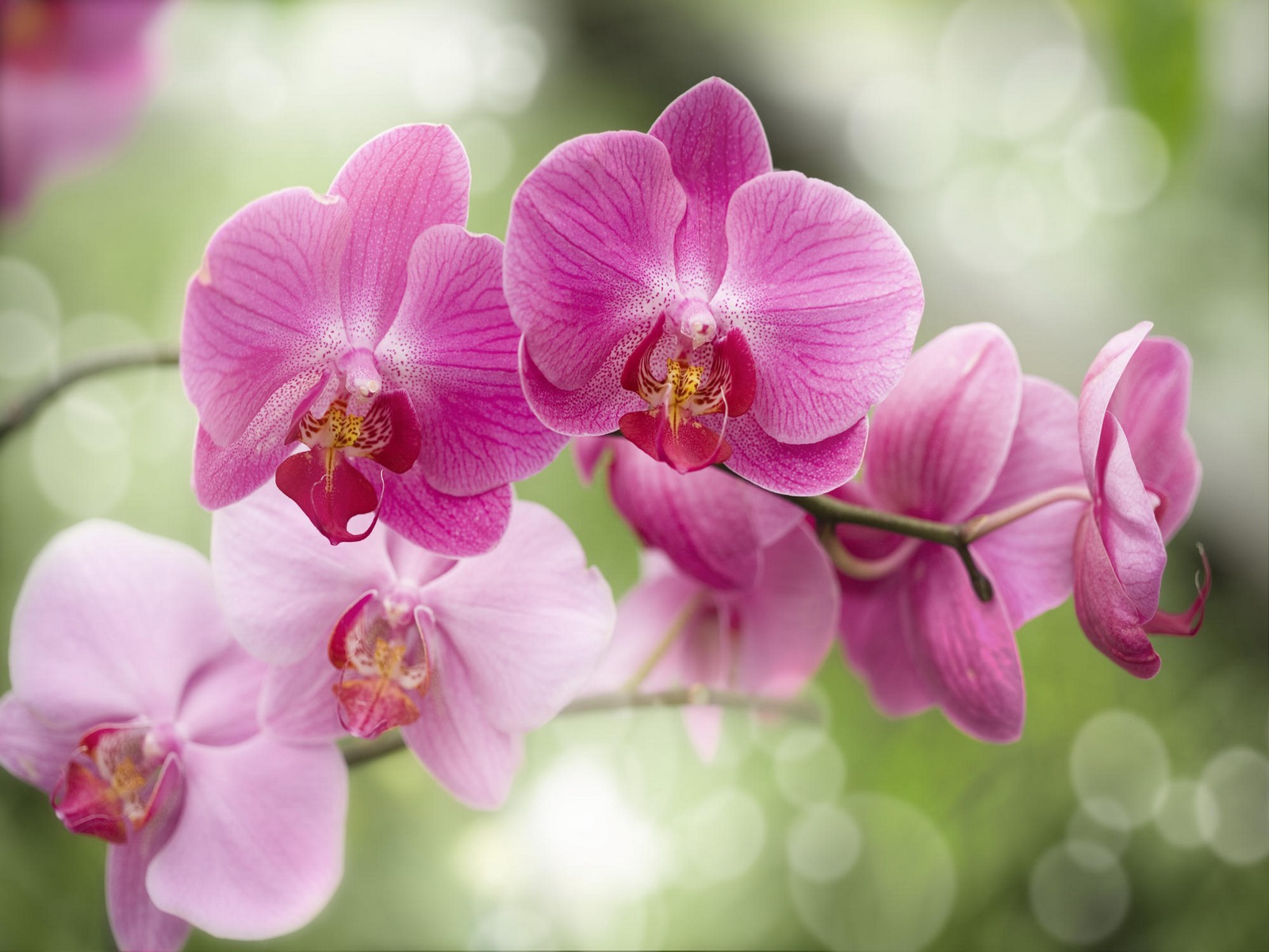 Orchids are among the most popular houseplants of all time, and it is easy to see why: they are beautiful and lend your home an elegant, tropical flair.