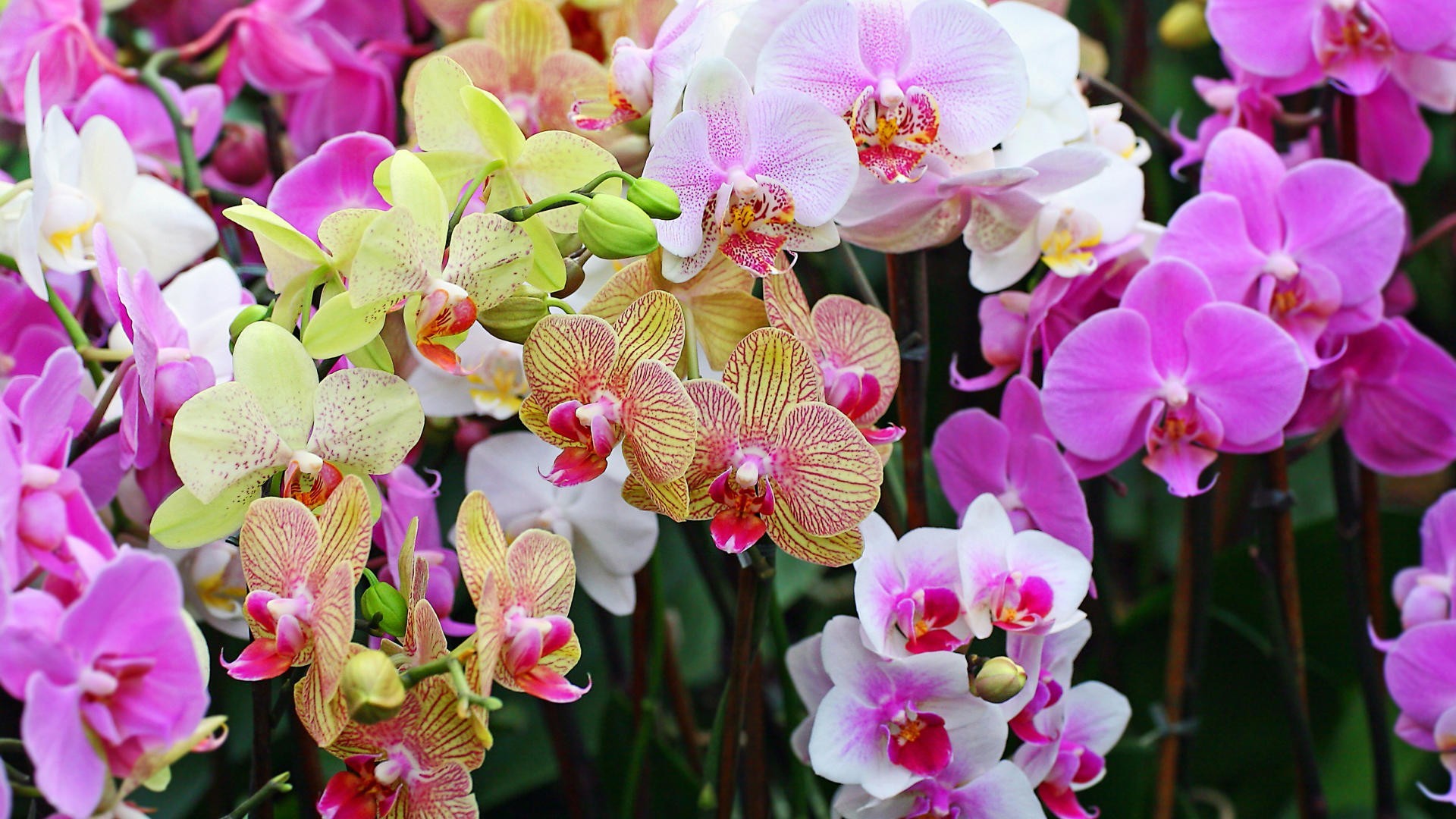 Colorful Orchids