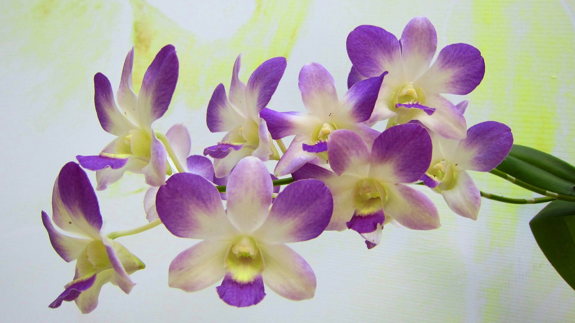 Orchids Wallpaper Orchids Wallpaper