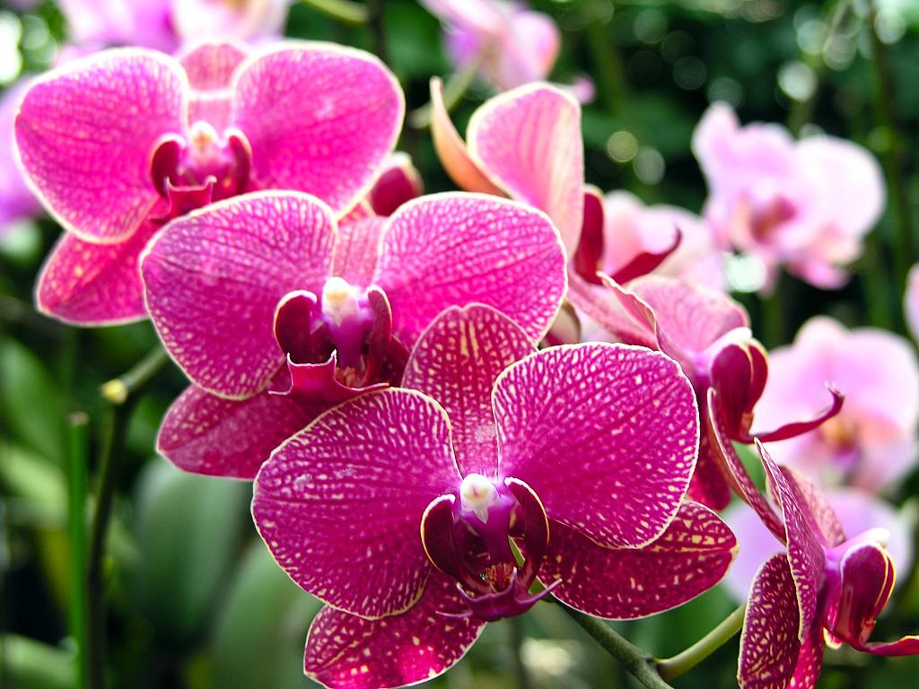 Orchids should be watered only when they become dry but you can mist greenhouse after every three days to maintain humidity level.