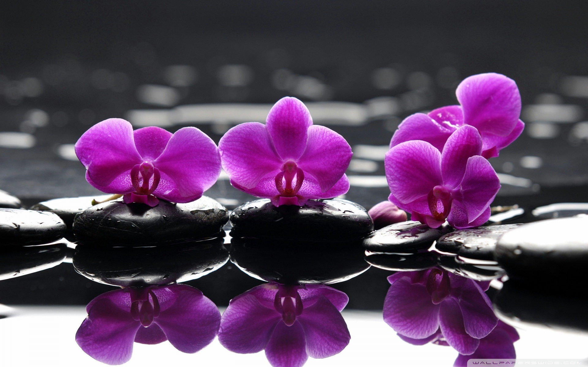 Orchids hd