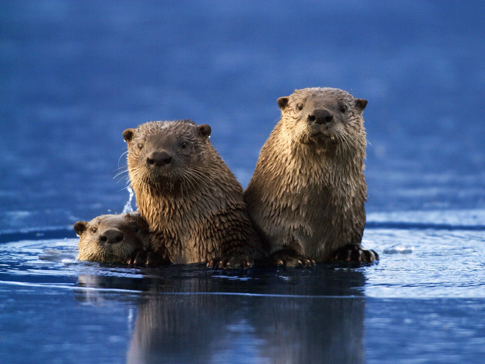 Sea otter desktop wallpaper