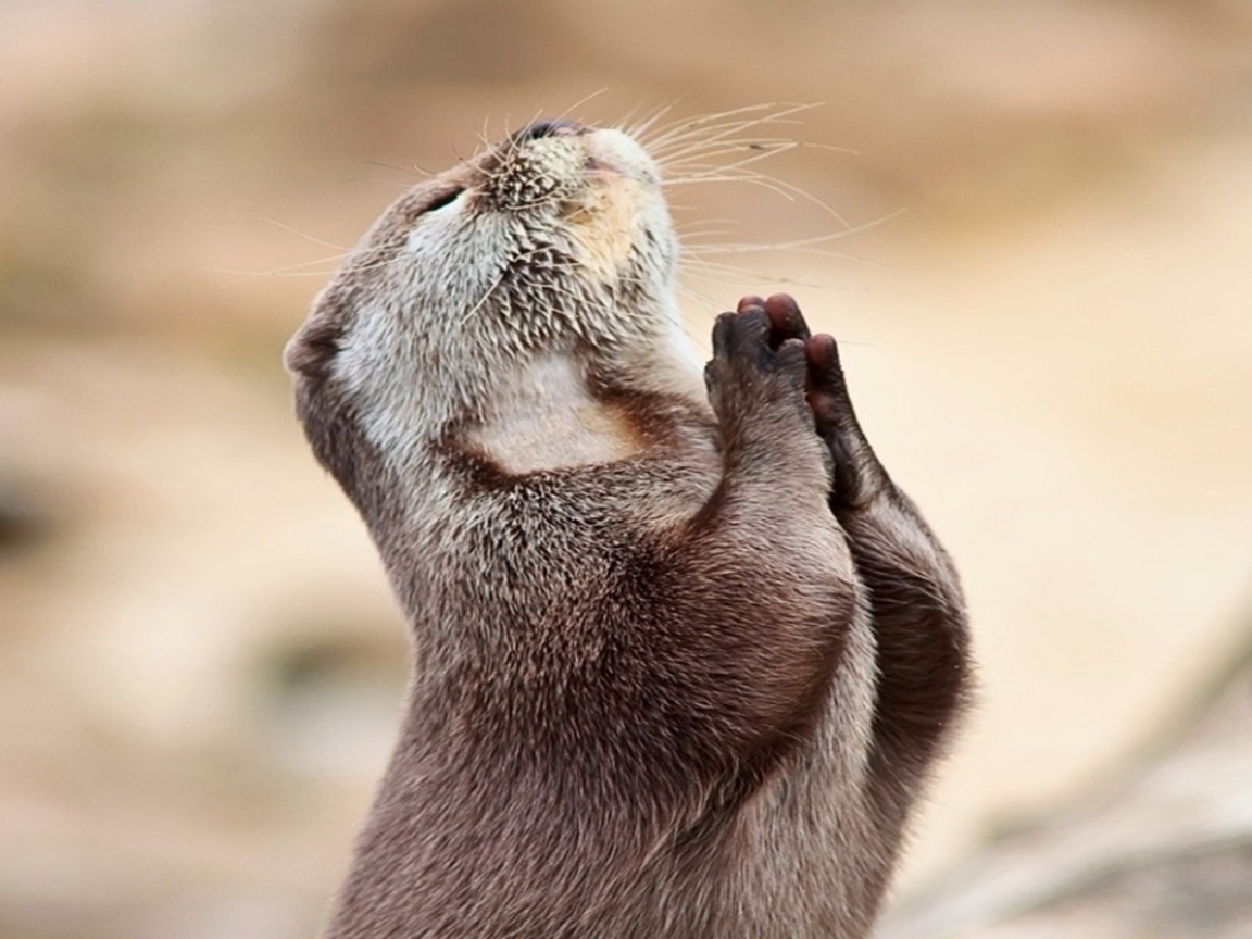 sea otter praying Wallpaper