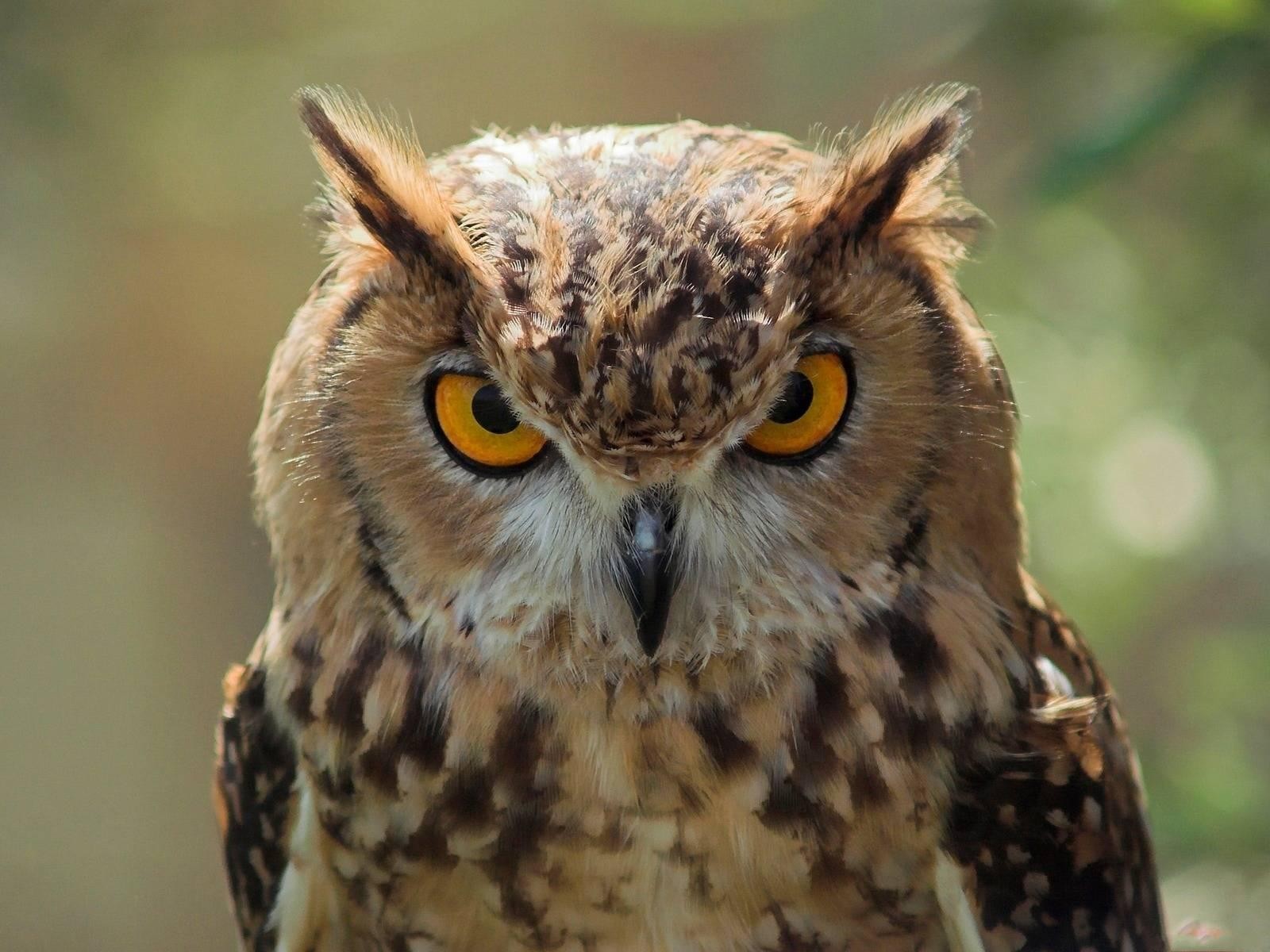 Owl images 1