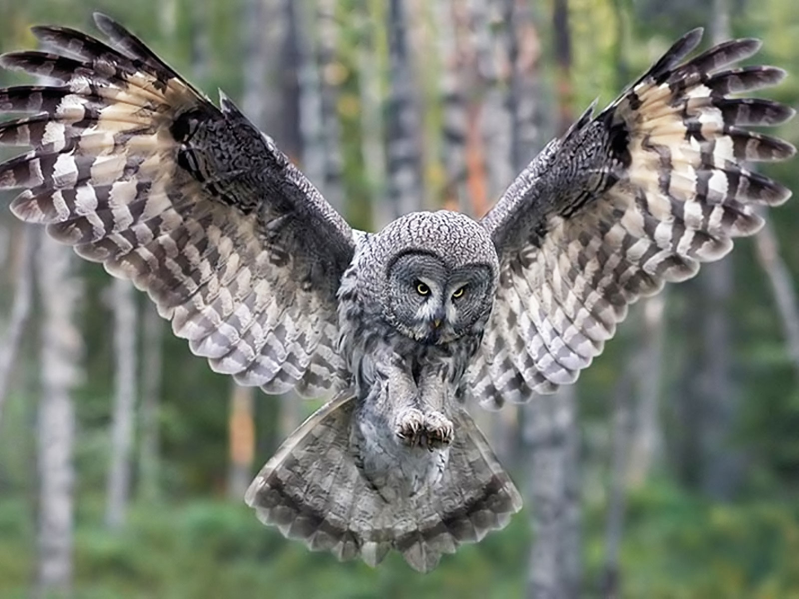 Owl Wallpaper 1600x1200 40759