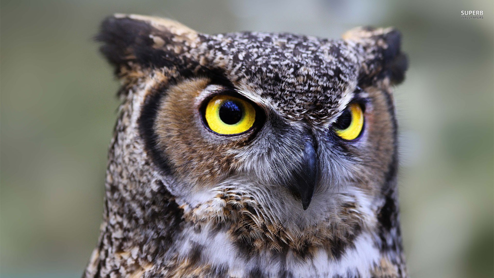 great-horned-owl-24500-1920x1080.jpg