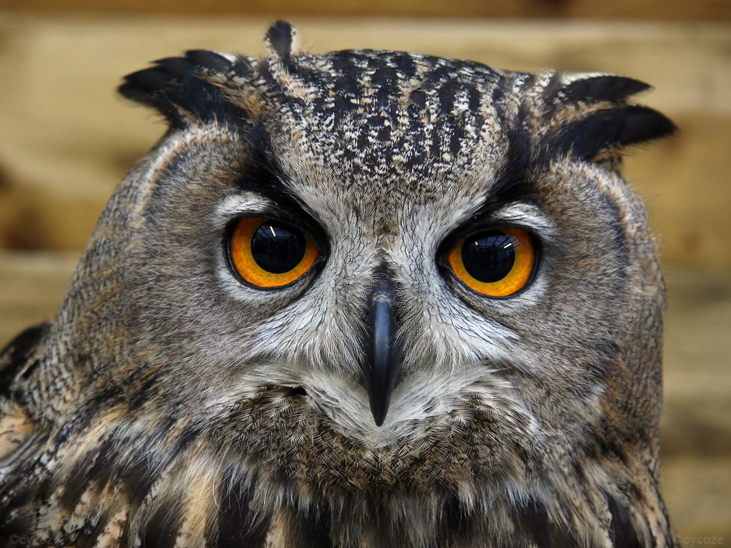 Female Eurasian Eagle Owl by cycoze