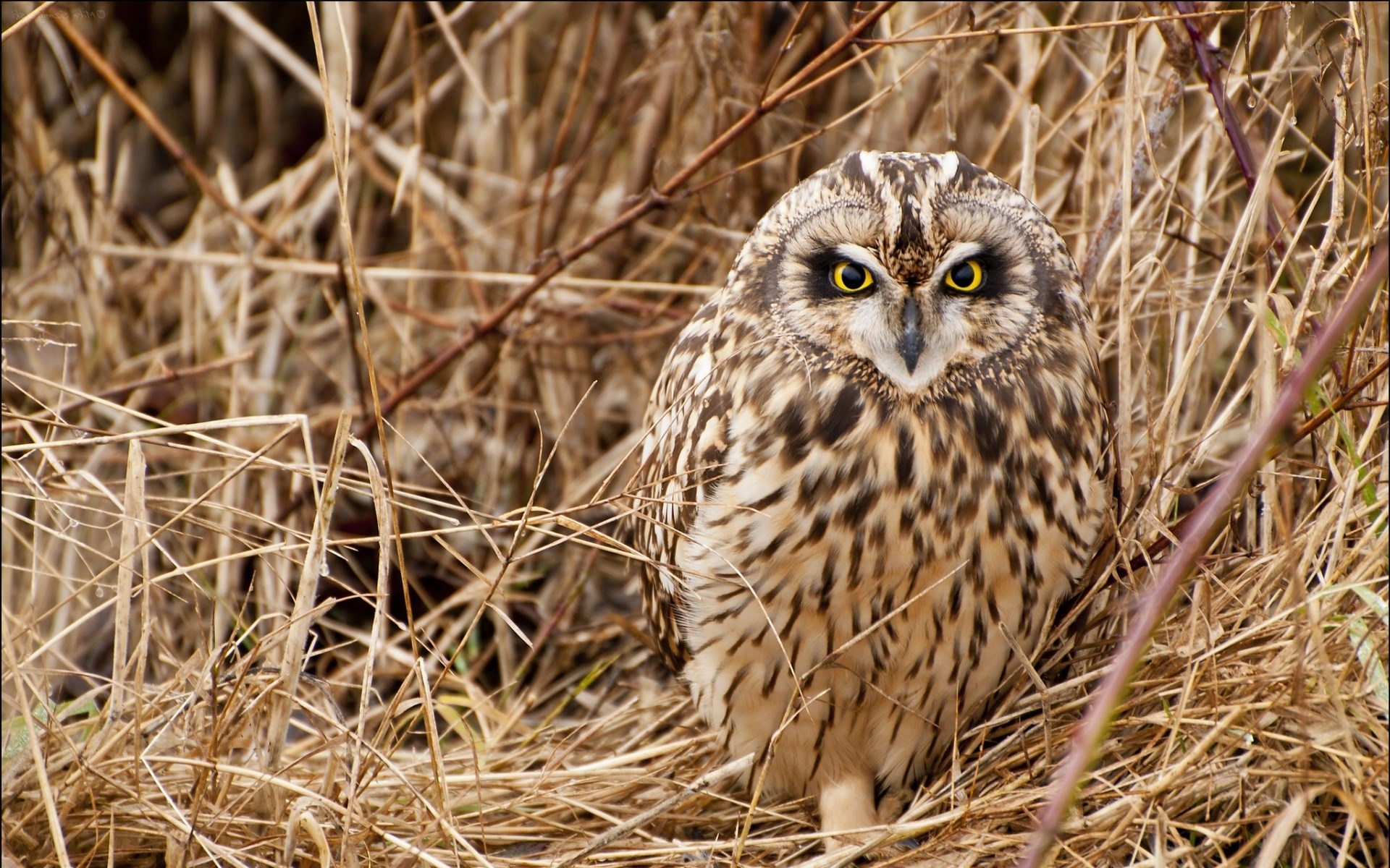 Owl Bird Dry Grass