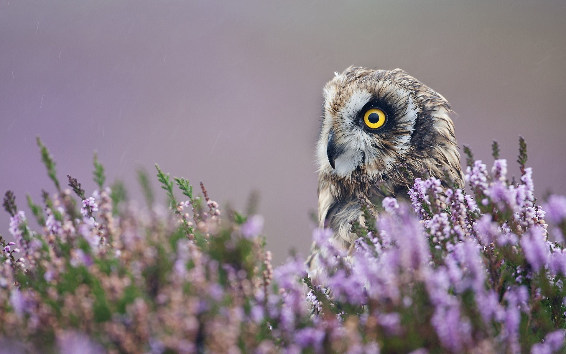 Owl Bird Field Flowers