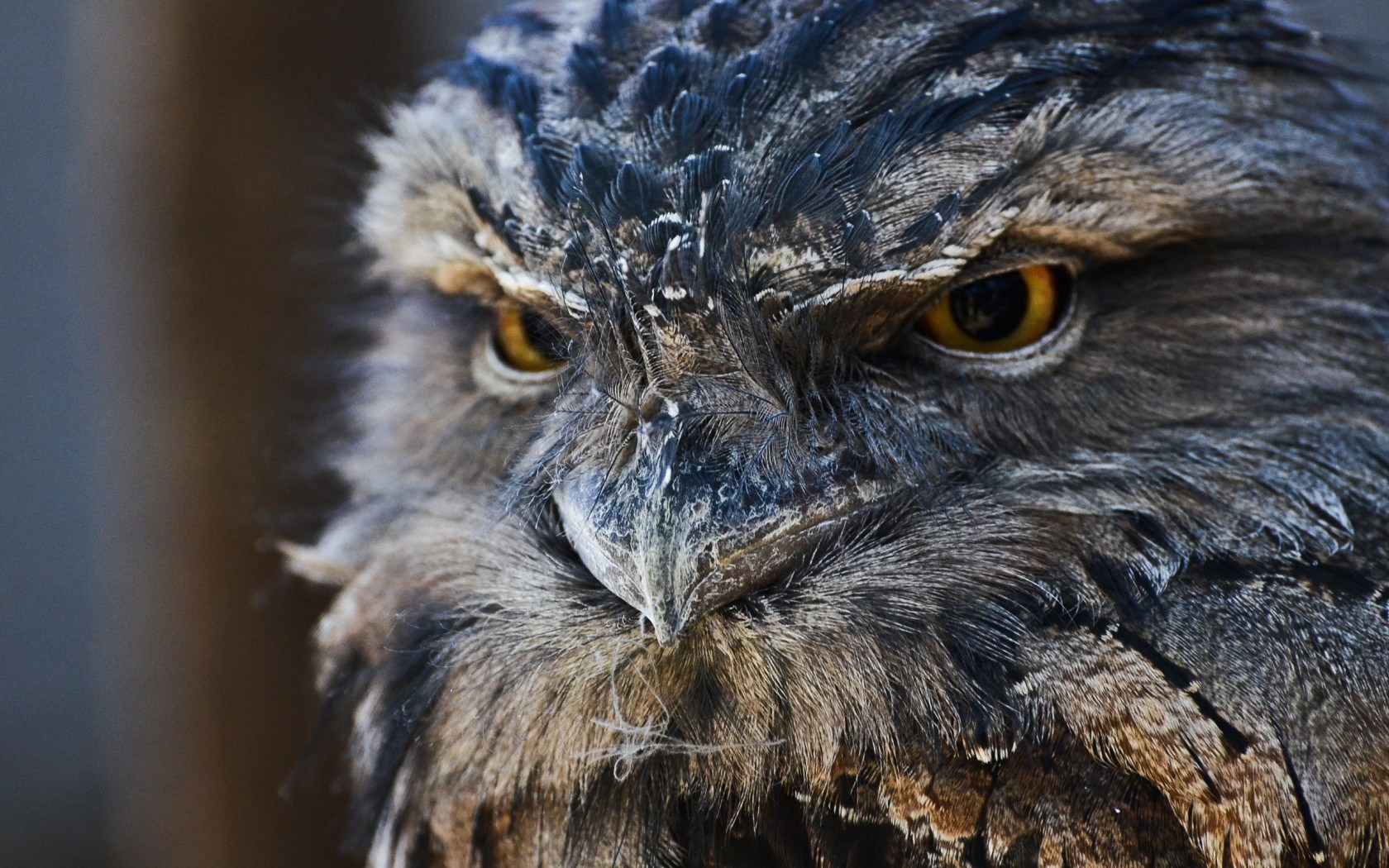 Owl Feathers Eyes Beak Bird