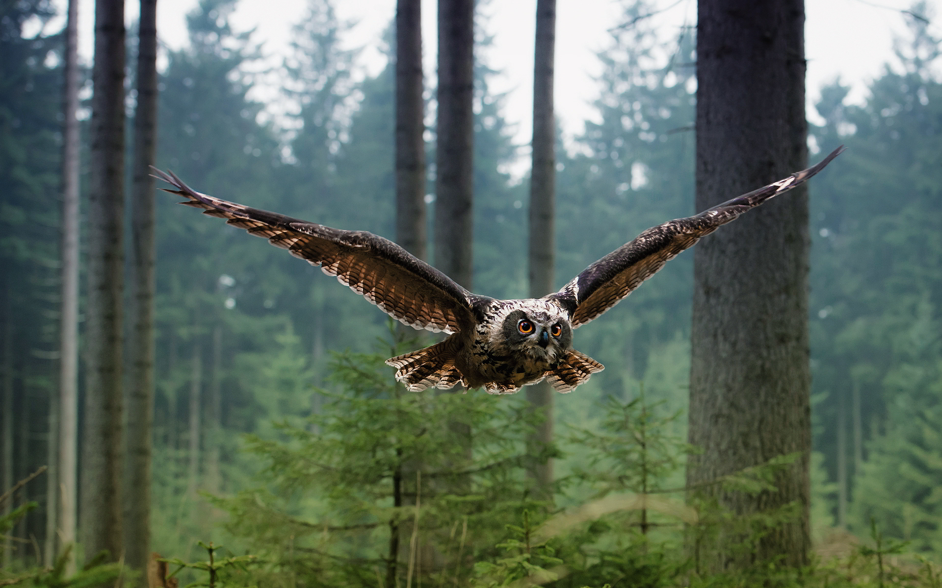 Owl flying forest