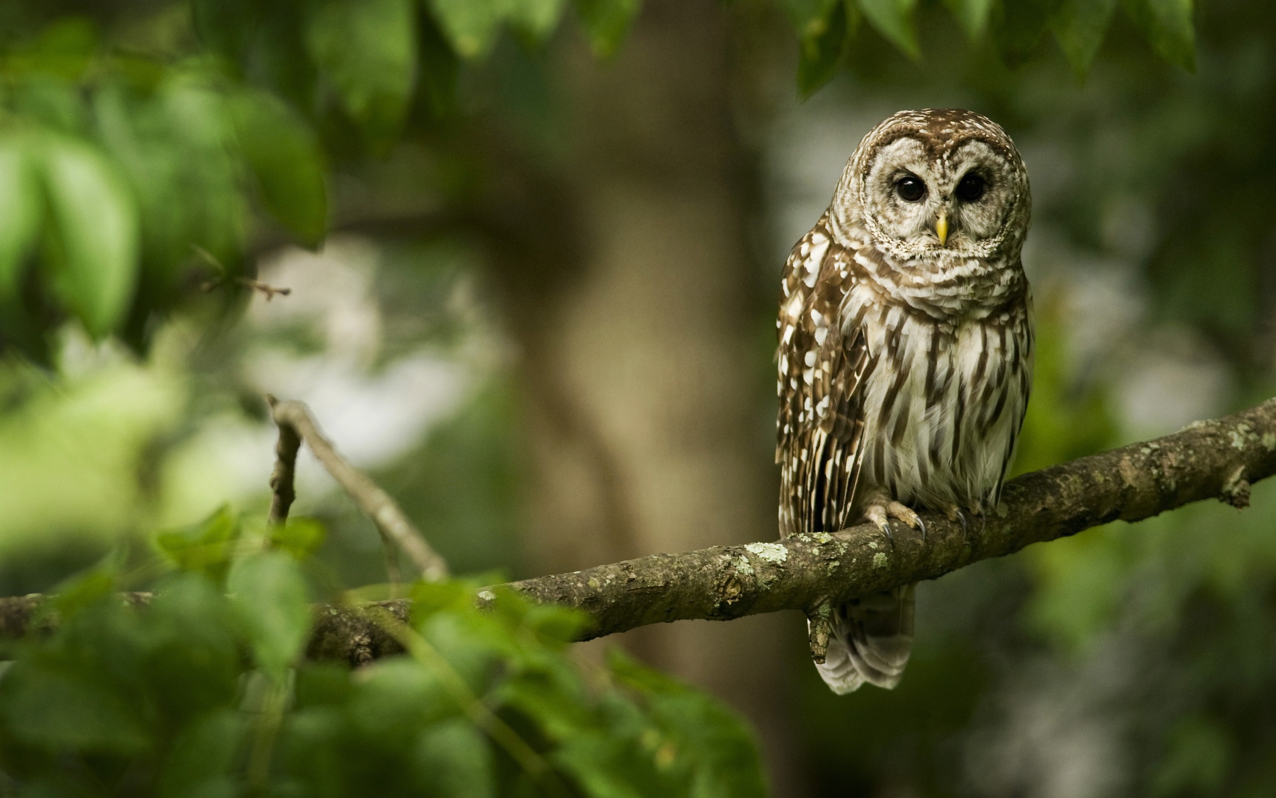 Owl Photo Bird