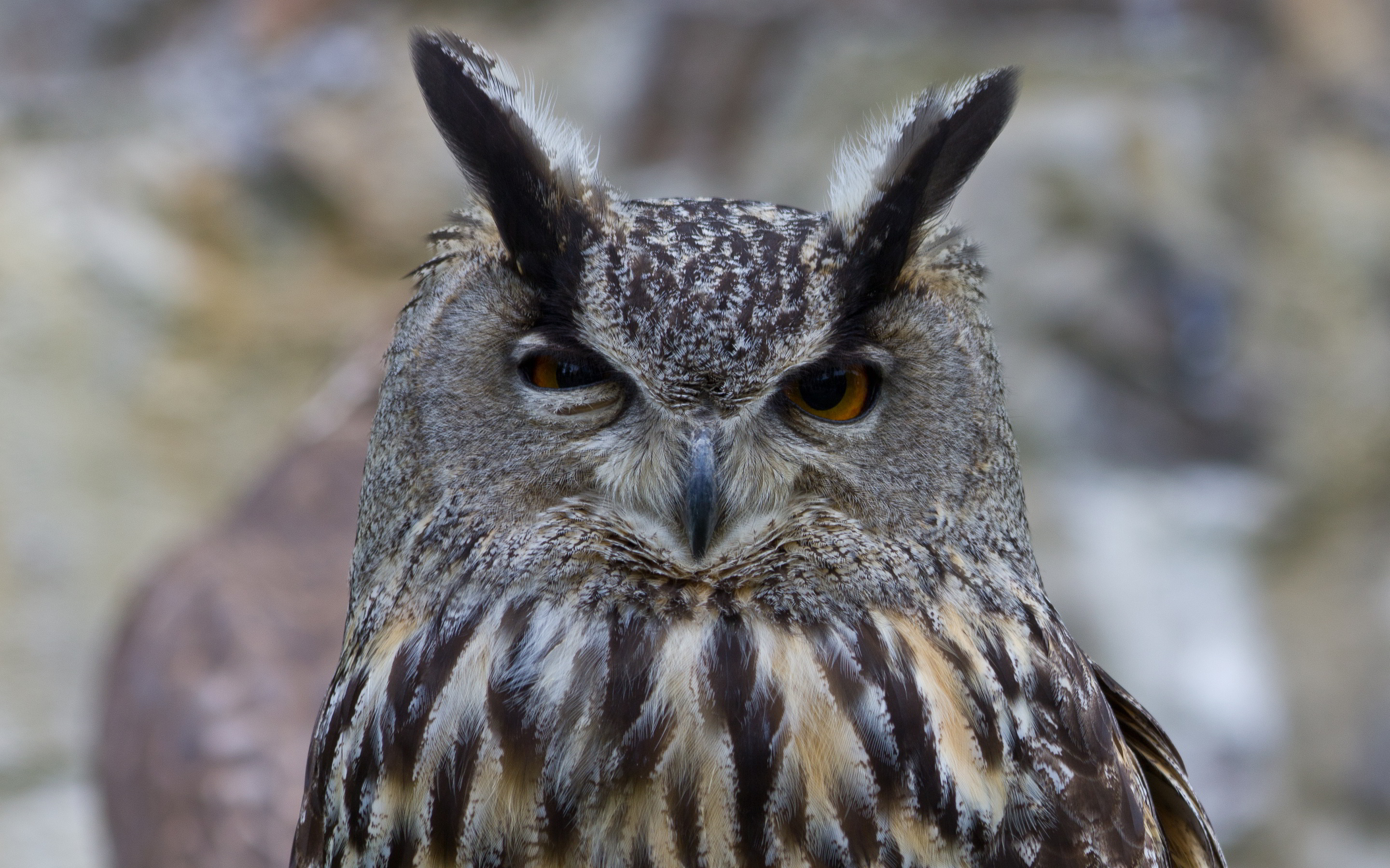 Owl suspicious