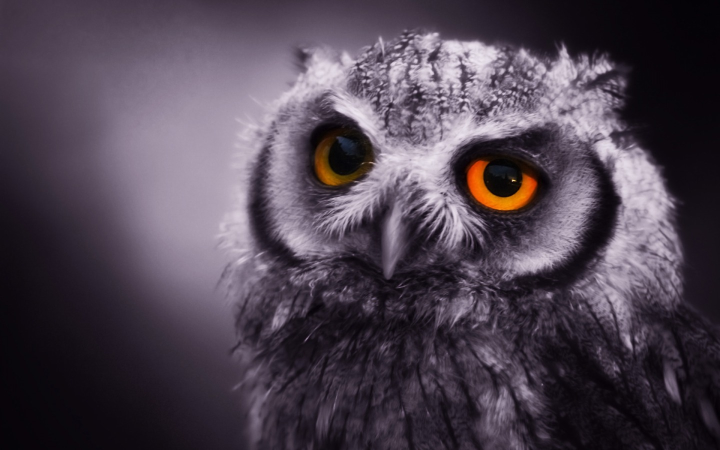 owl-wallpaper-09.jpg ...