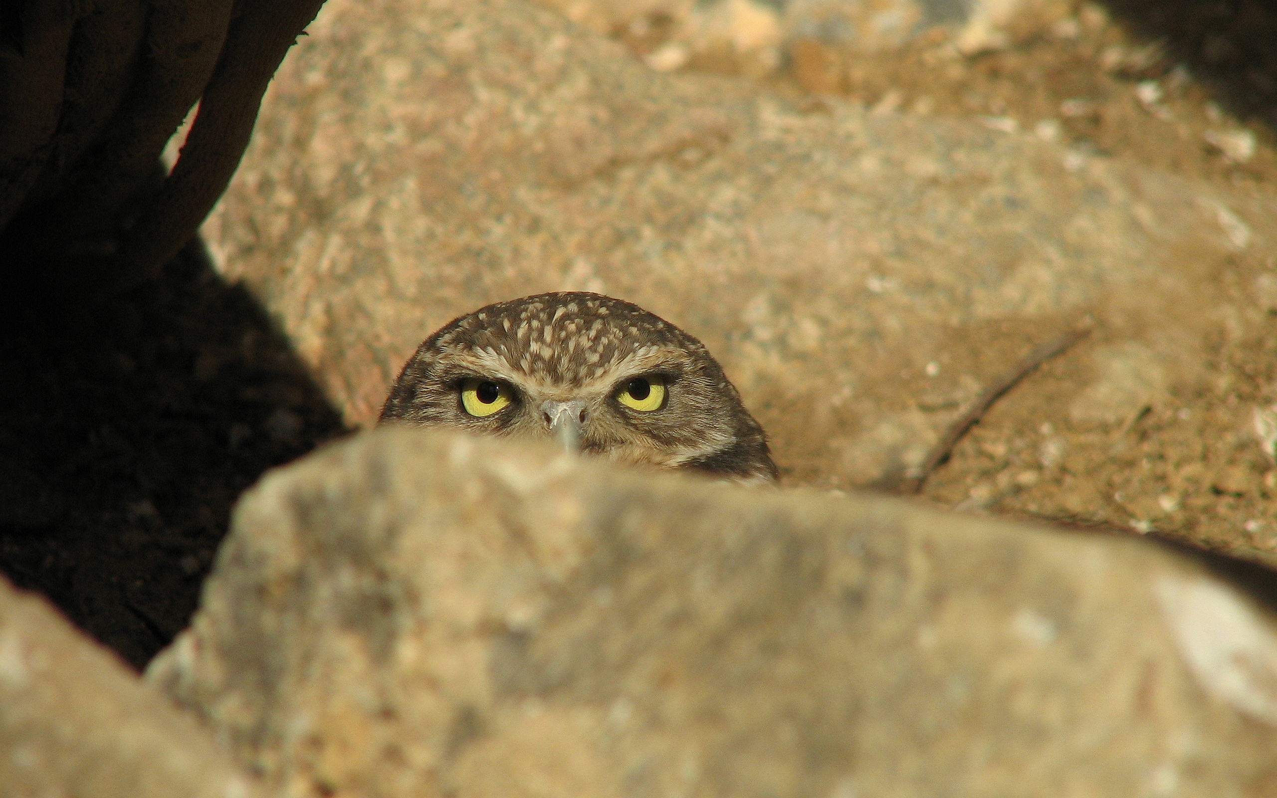 Owl watching you