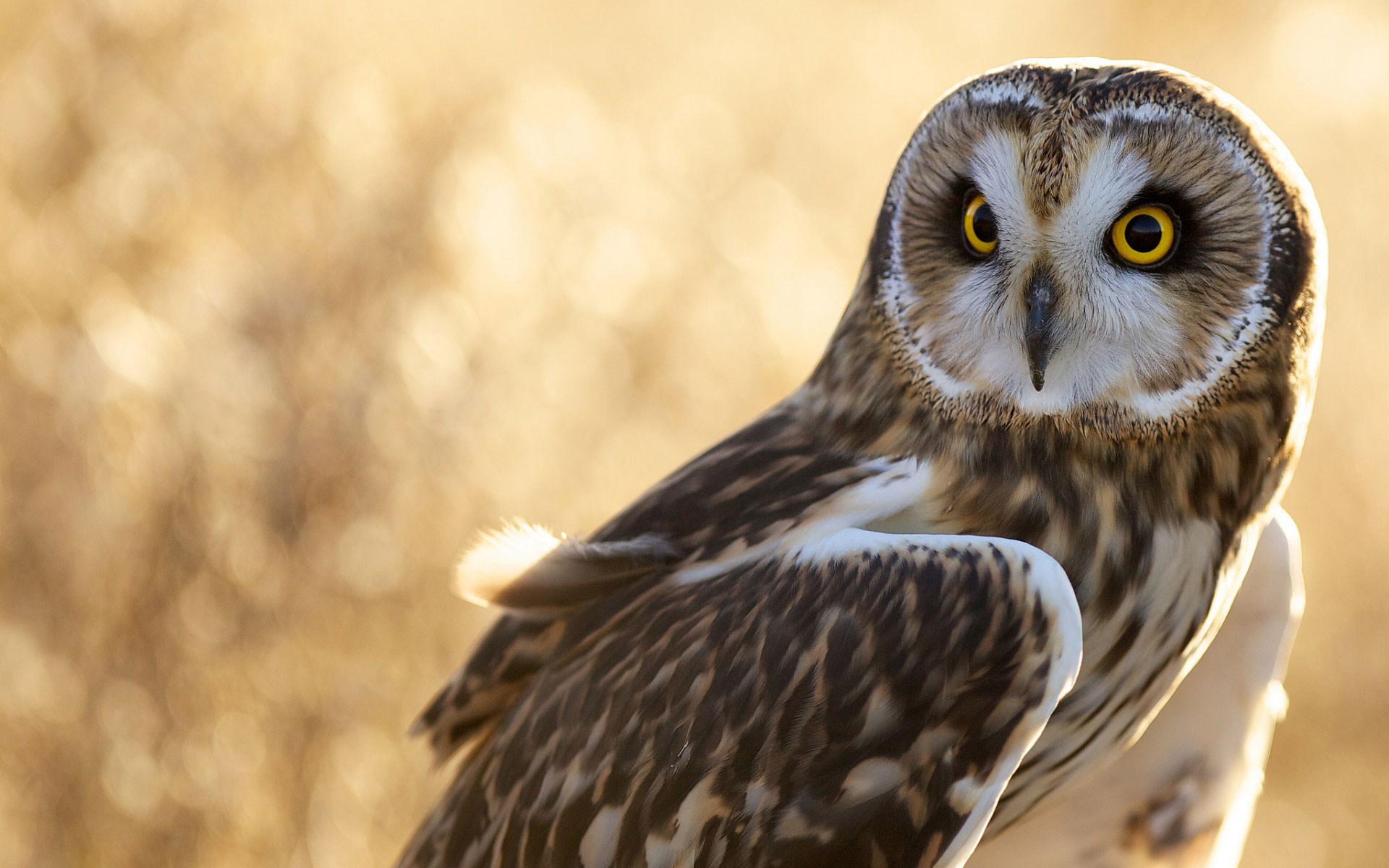 Owls Birds Close-Up