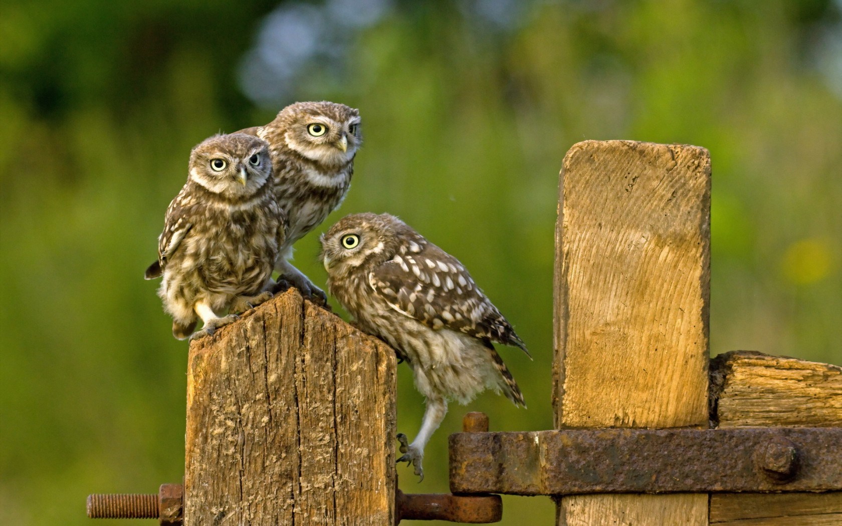 Birds Owls Fence