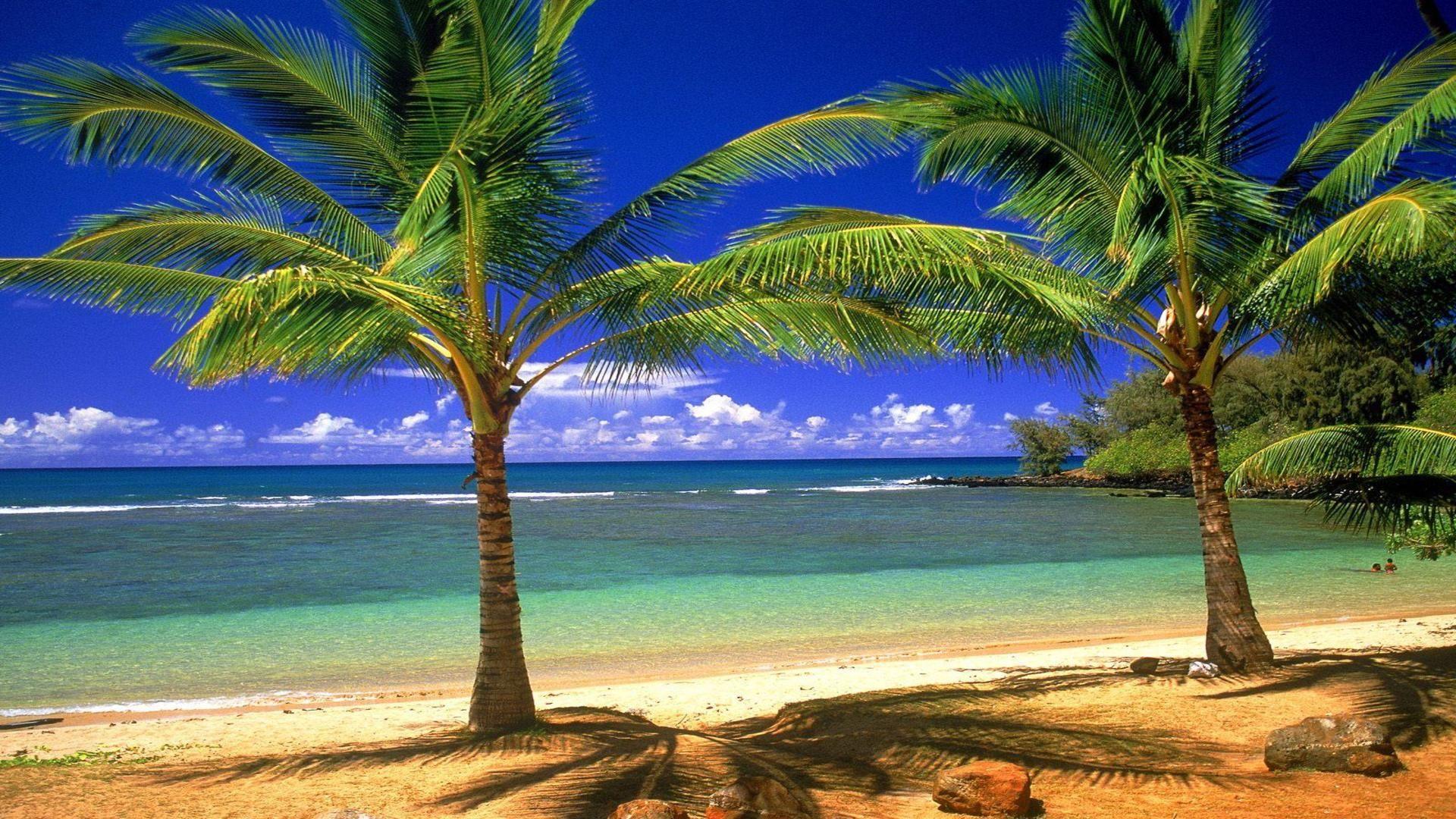 Palm Tree Society Island Beach