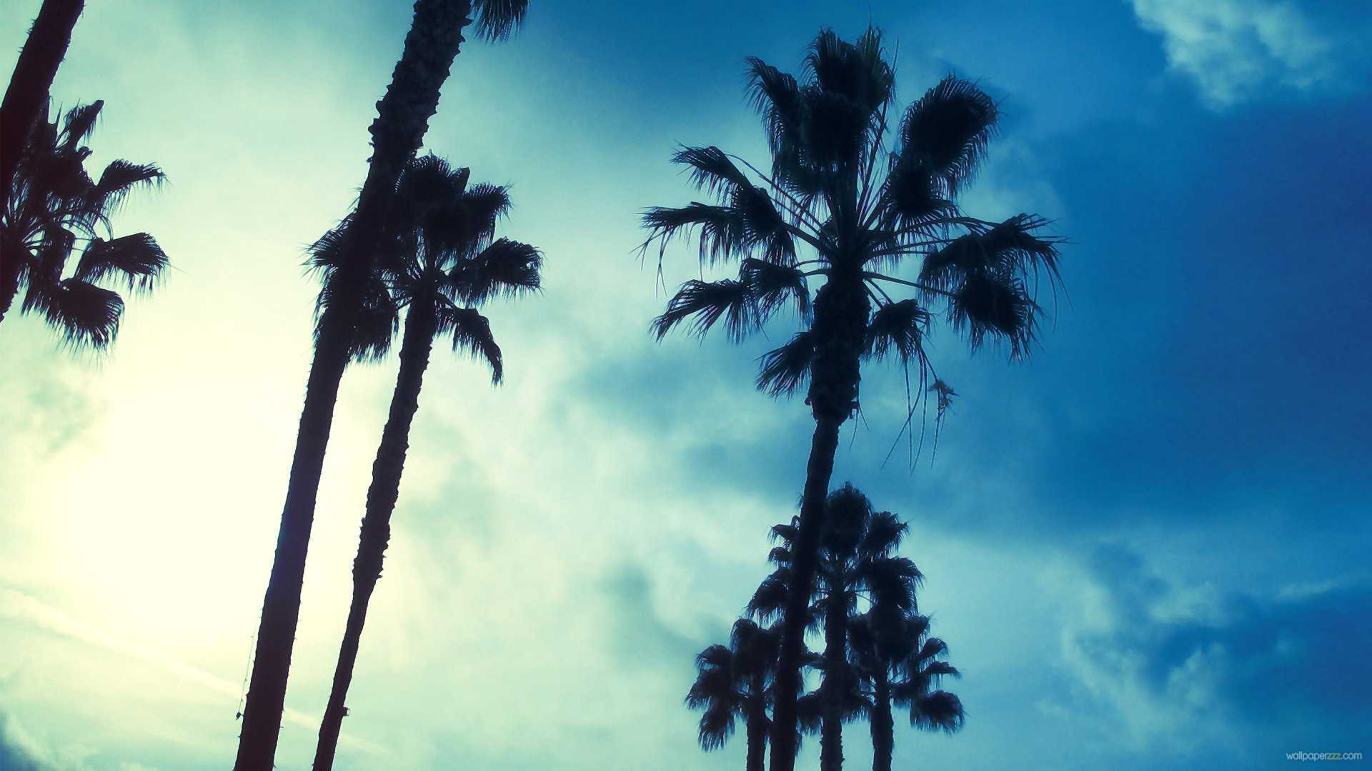 Palm Trees Background Wallpaper